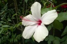 turkiye/mugla/fethiye/suleyman-s-garden-4fa99227.jpg