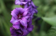 turkiye/mugla/fethiye/suleyman-s-garden-86b4a743.jpg