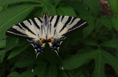 turkiye/mugla/fethiye/suleymans-garden_aa9fa910.jpg