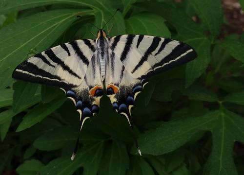 turkiye/mugla/fethiye/suleymans-garden_aa9fa910.jpg