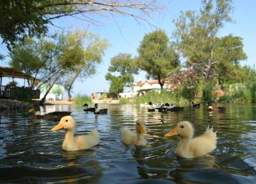 turkiye/mugla/fethiye/yonca-lodge-9c5fbb8e.jpg