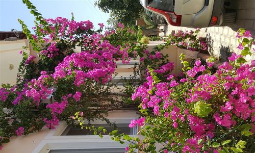 turkiye/mugla/koycegiz/karya-apartments-d5198b60.jpg