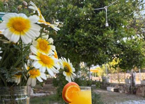 turkiye/mugla/marmaris/ebruca-pansiyon-selimiye_8fe51eaf.jpg