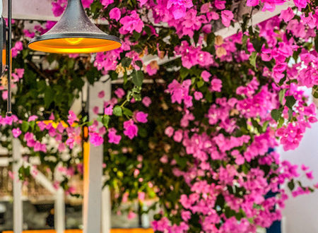 turkiye/mugla/marmaris/pineloft-selimiye_6d80e216.jpg