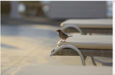 turkiye/mugla/marmaris/poseidon-butik-hotel-yat-club-selimiye_8373e028.jpg