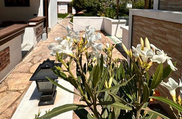 turkiye/mugla/marmaris/tulip_93a8d5ca.jpg