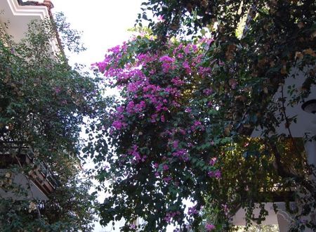 turkiye/mugla/ortaca/asram-anu-cinar-otel-apart-435373.jpg