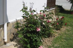 turkiye/mugla/ortaca/b.calya-hotel-1633913.jpg