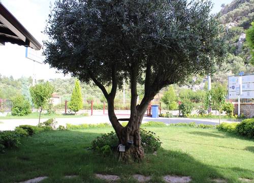 turkiye/mugla/ortaca/iberia-villas_9bdc4877.jpg