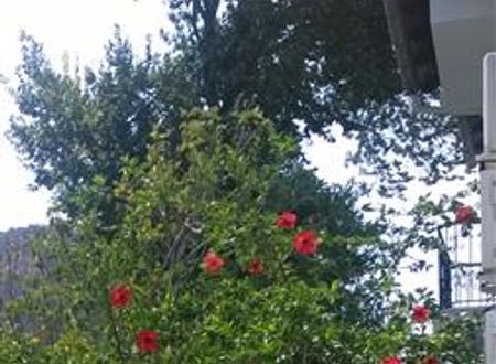 turkiye/mugla/ortaca/isil-suit-1144311706.jpg