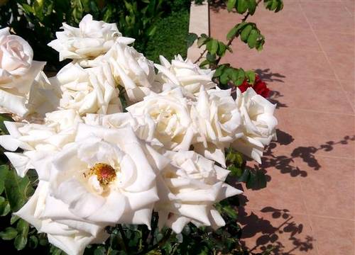 turkiye/mugla/sarigerme/sirman-suite-boutique-hotel-1890588718.jpg
