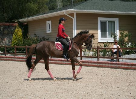 turkiye/mugla/ula/padok-premium-hotel-stables_a3991366.jpg
