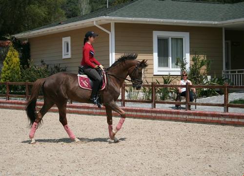 turkiye/mugla/ula/padok-premium-hotel-stables_a3991366.jpg