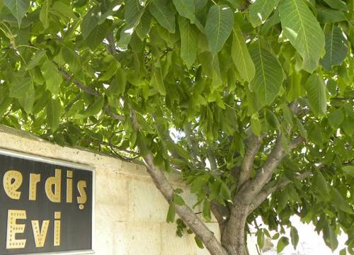 turkiye/nevsehir/urgup/gerdis-evi-guesthouse-385115.jpg
