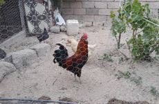 turkiye/nevsehir/urgup/kapadokya-ciftlik-evi_47200723.jpg