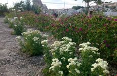 turkiye/nevsehir/urgup/kapadokya-karsi-bag-camping_7e8b4d44.jpg