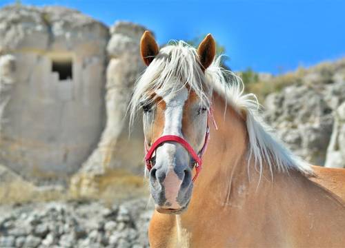 turkiye/nevsehir/urgup/luna-cave-hotel-6d89c7b5.jpg