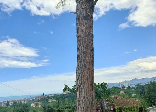 turkiye/ordu/ordumerkez/img2022062513114054e5721ba6d74331a110dd1fdb19f04a.jpg