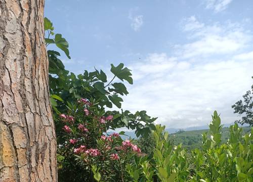 turkiye/ordu/ordumerkez/img20230627141209464cd32e465e4cef8cb19d22f670128f.jpg