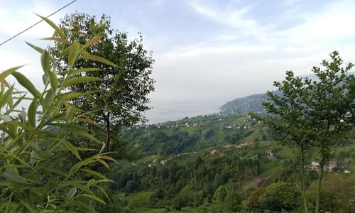 turkiye/rize/ardesen/lazzy-bungalov_e79a67b0.jpg