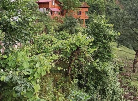 turkiye/rize/camlihemsin/avitte-dag-evleri_16949264.jpg