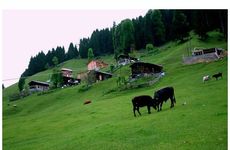 turkiye/rize/camlihemsin/ayder-semih-pansiyon-1273536.jpeg