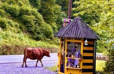 turkiye/rize/camlihemsin/ayderoad_45354059.jpg