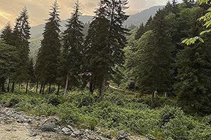 turkiye/rize/camlihemsin/ayderoad_4f5e0d97.jpg