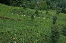 turkiye/rize/camlihemsin/merzevilla_38fc3b02.jpg