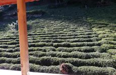 turkiye/rize/camlihemsin/viceminiotel_b93c0f8f.jpg