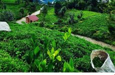 turkiye/rize/camlihemsin/yesilkoy-konaklari_8160004a.jpg