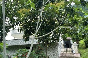 turkiye/rize/pazar/kuzey-villa_63429ef1.jpg