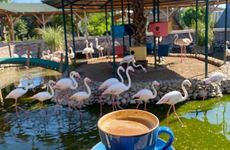 turkiye/sakarya/pamukova/flamingopark_14e798a9.jpg