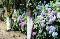 turkiye/sakarya/sapanca/garden-cebeci-villa_2598ac26.jpg