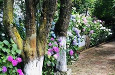 turkiye/sakarya/sapanca/garden-cebeci-villa_d90b2748.jpg