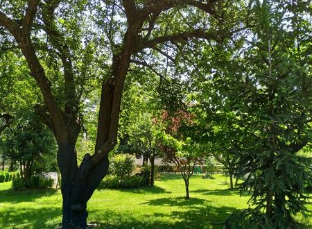 turkiye/sakarya/sapanca/sapanca-villa-natura-papatya-5e1cbe6b.jpg