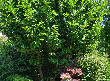turkiye/sakarya/sapanca/sapanca-villa-natura-papatya-bb8078e9.jpg