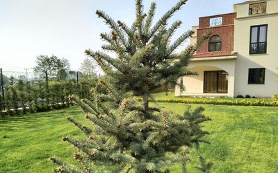 Sapanca Villa Natura Papatya · 2