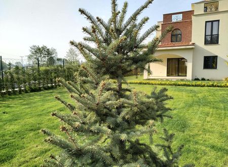 turkiye/sakarya/sapanca/sapanca-villa-natura-papatya_b2ada048.jpg