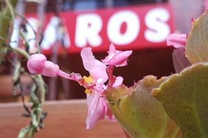 turkiye/trabzon/caykara/haros-apart-hotel-9f273efe.jpeg