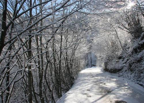 turkiye/trabzon/macka/azra-dag-evi-56088635.jpg